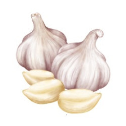 Garlic