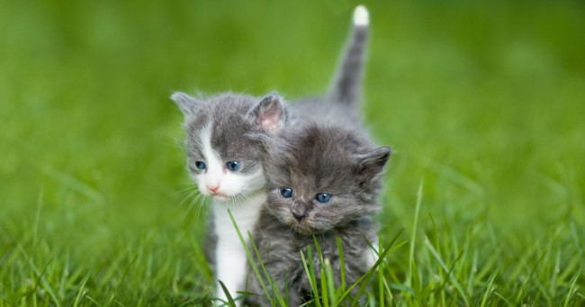 What do you think about kittens?