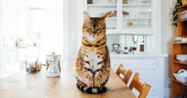 What type of cat do you find most intriguing?