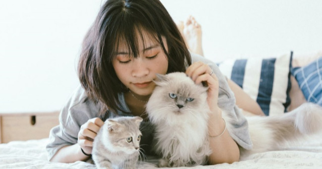 How would you describe your ideal cat-human interaction?