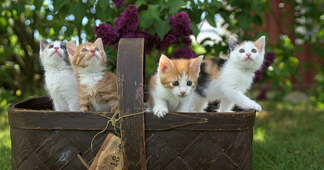 What's your opinion on adopting cats from shelters?