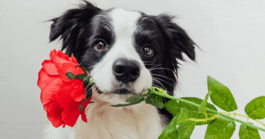 Does My Dog Love Me?