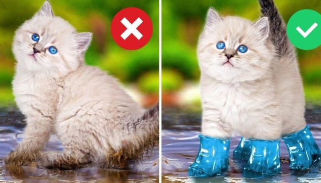 How Well Do You Know These Hacks For Pet Owners?