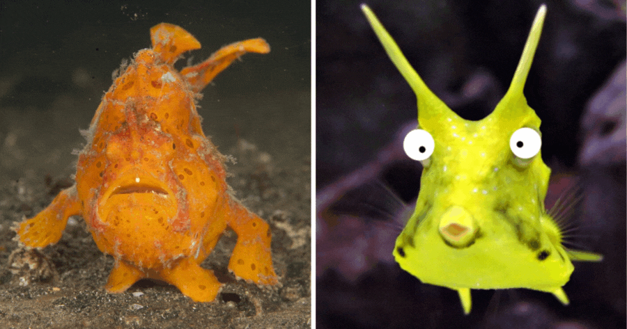 What Kind Of Sea Animal Are You?